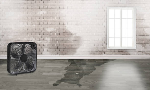 Best Sewage cleanup and water damage restoration  in Magnolia, TX